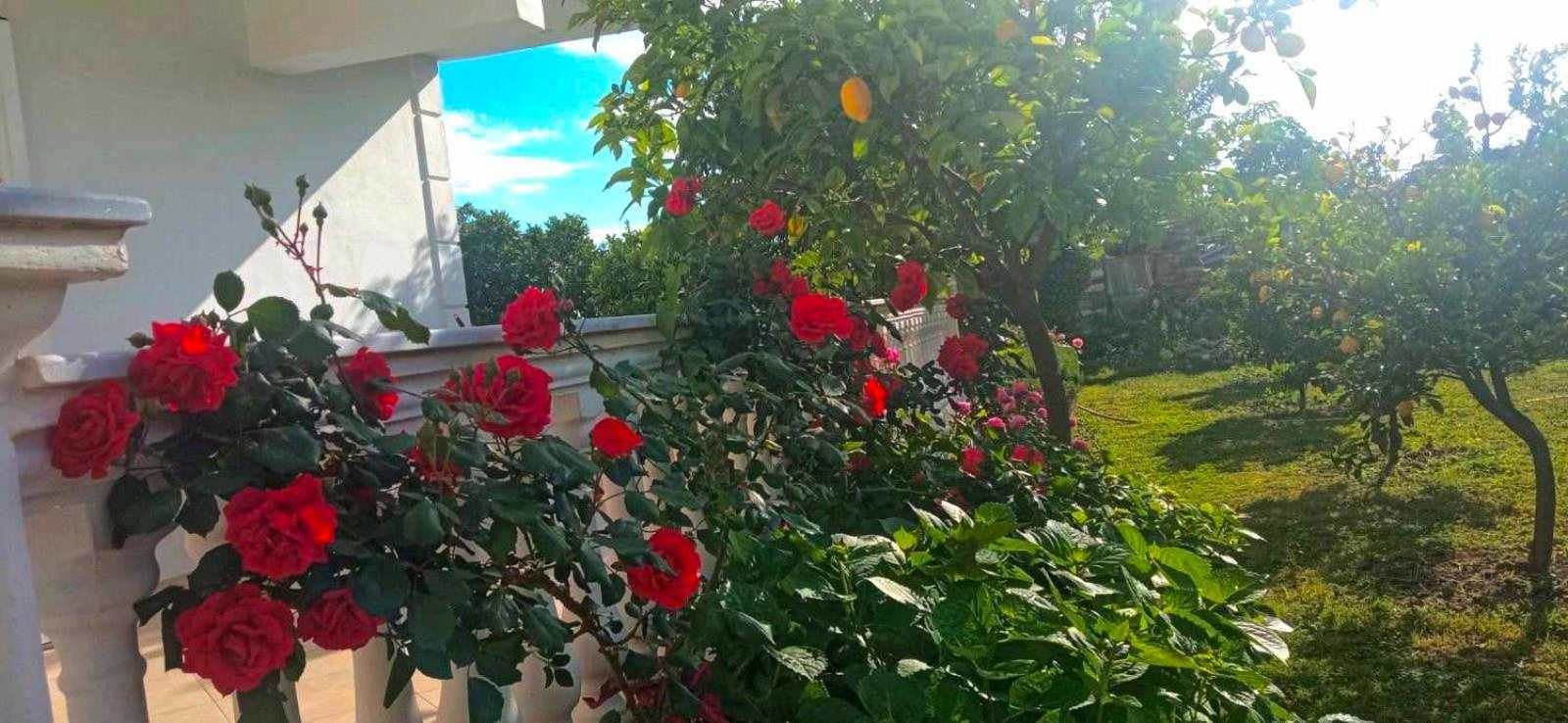 Helen Apartments Lukovë المظهر الخارجي الصورة