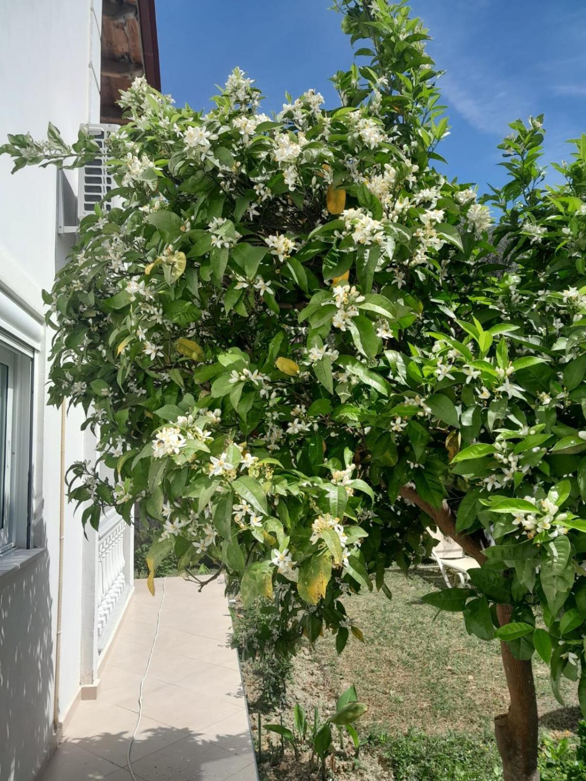 Helen Apartments Lukovë المظهر الخارجي الصورة