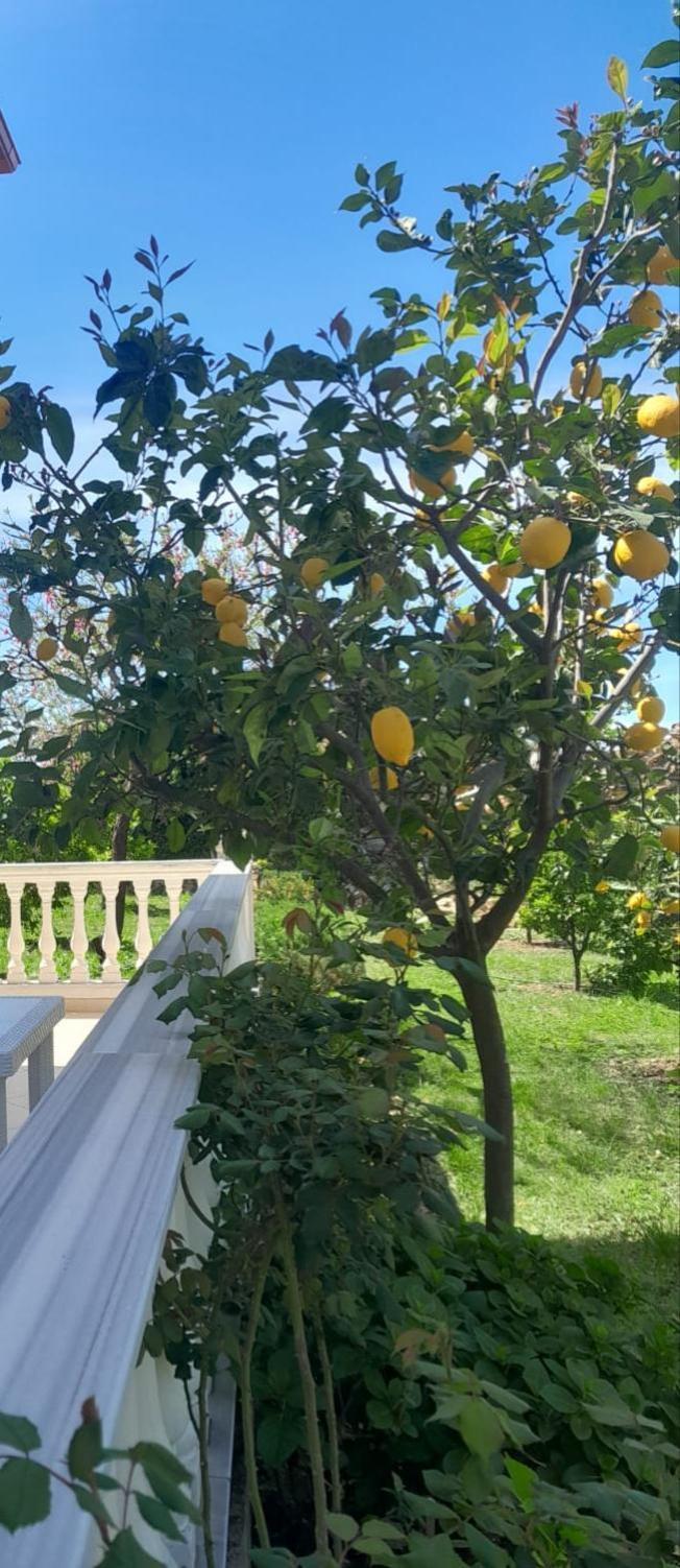 Helen Apartments Lukovë المظهر الخارجي الصورة